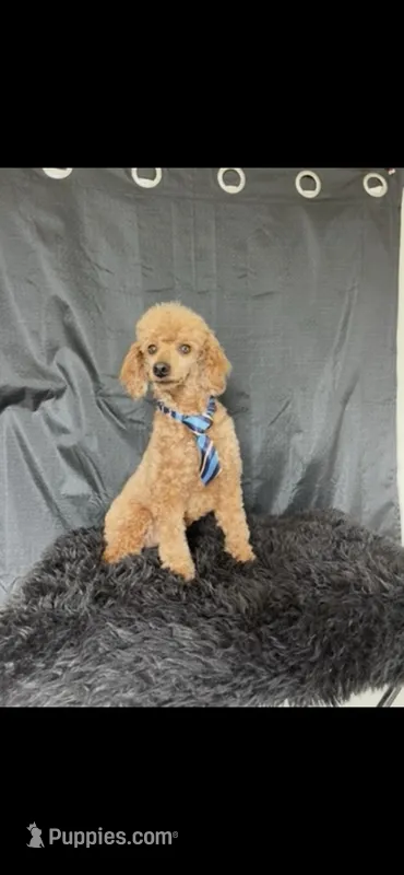 Akc Clear genetics Red Proven Boy