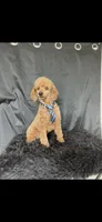 Akc Clear genetics Red Proven Boy, a male Poodle - Miniature  for sale in Campbell, TX – Photo 1 of 10