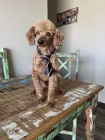 Akc Clear including IVDD High Red Intensity Boy, a male Poodle - Miniature  for sale in Campbell, TX – Photo 8 of 10