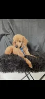 Akc Clear genetics Red Proven Boy, a male Poodle - Miniature  for sale in Campbell, TX – Photo 7 of 10