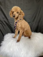 Akc Clear including IVDD High Red Intensity Boy, a male Poodle - Miniature  for sale in Campbell, TX – Photo 9 of 10