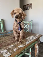 Akc Clear including IVDD High Red Intensity Boy, a male Poodle - Miniature  for sale in Campbell, TX – Photo 7 of 10