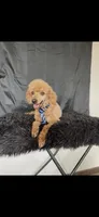 Akc Clear genetics Red Proven Boy, a male Poodle - Miniature  for sale in Campbell, TX – Photo 2 of 10
