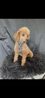 Akc Clear genetics Red Proven Boy, a male Poodle - Miniature  for sale in Campbell, TX – Photo 8 of 10