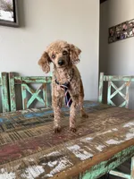 Akc Clear including IVDD High Red Intensity Boy, a male Poodle - Miniature  for sale in Campbell, TX – Photo 6 of 10