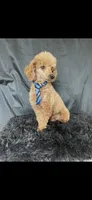 Akc Clear genetics Red Proven Boy, a male Poodle - Miniature  for sale in Campbell, TX – Photo 9 of 10