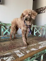 Akc Clear including IVDD High Red Intensity Boy, a male Poodle - Miniature  for sale in Campbell, TX – Photo 2 of 10