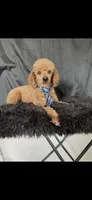 Akc Clear genetics Red Proven Boy, a male Poodle - Miniature  for sale in Campbell, TX – Photo 6 of 10
