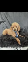 Akc Clear genetics Red Proven Boy, a male Poodle - Miniature  for sale in Campbell, TX – Photo 10 of 10