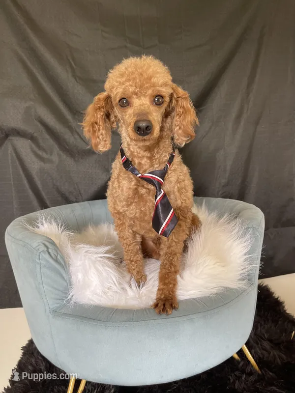 Akc Clear including IVDD High Red Intensity Boy, a male Poodle - Miniature  for sale in Campbell, TX – Photo 1 of 10