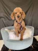 Akc Clear including IVDD High Red Intensity Boy, a male Poodle - Miniature  for sale in Campbell, TX – Photo 1 of 10