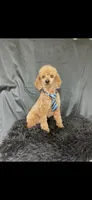 Akc Clear genetics Red Proven Boy, a male Poodle - Miniature  for sale in Campbell, TX – Photo 5 of 10