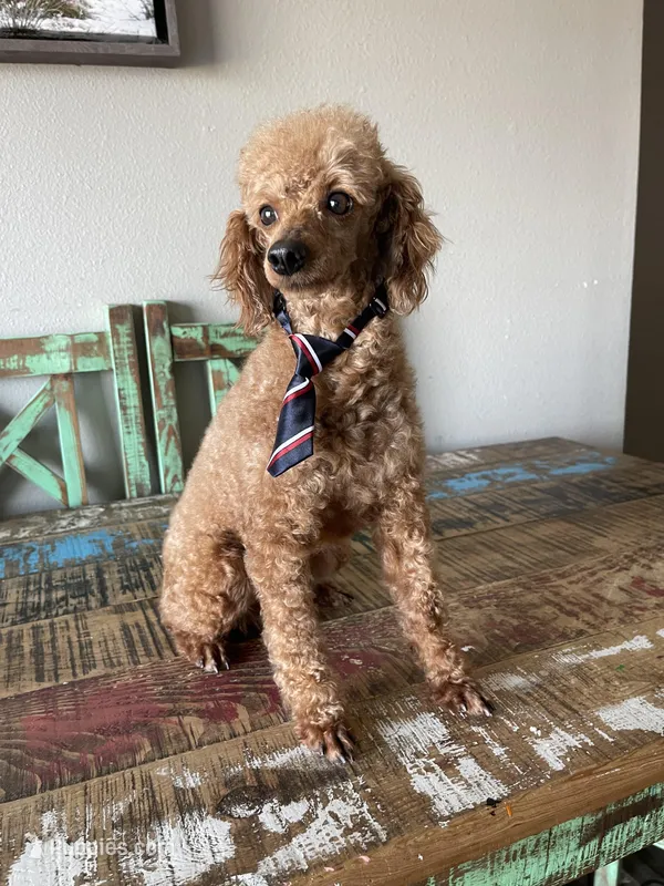 Akc Clear 🧬 Red Proven Boy