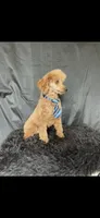 Akc Clear genetics Red Proven Boy, a male Poodle - Miniature  for sale in Campbell, TX – Photo 4 of 10