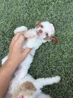 Akc Clear 🧬 Tested Chocolate Phantom Parti , a female Poodle - Miniature  for sale in Campbell, TX – 6 of 10