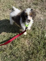 Akc Clear 🧬 Tested Blue Merle Phantom Parti- Carries Brown, a male Poodle - Miniature  for sale in Campbell, TX – 7 of 10