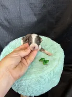 Akc Clear 🧬 tested Blue Merle Phantom Parti Girl, a female Poodle - Miniature  for sale in Campbell, TX – 3 of 10