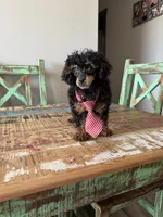 Akc Tiny Black Phantom Boy 💙, a male Poodle - Toy  for sale in Campbell, TX – 4 of 10