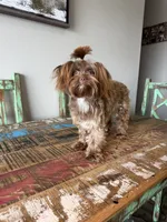 KB Chocolate Yorkie Girl Cocobean, a female Yorkshire Terrier for sale in Campbell, TX – 3 of 10