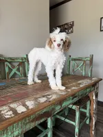 Akc 🧬 Tested Clear AtAt KyKy S/S bb girl , a female Poodle - Miniature  for sale in Campbell, TX – 3 of 10