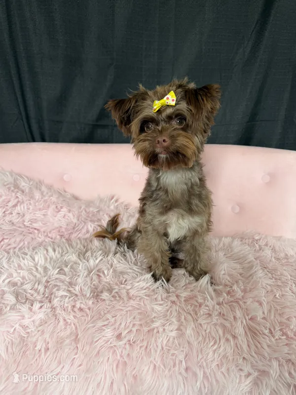 KB Chocolate Yorkie 🩷 – Yorkshire Terrier puppy for sale in Campbell, TX