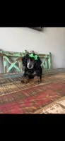 Akc Clear 🧬 Black Phantom Small Mini 🩷, a female Poodle - Miniature  for sale in Campbell, TX – 3 of 9