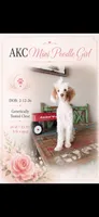 Akc Clear 🧬 Tested Chocolate Phantom Parti, a female Poodle - Miniature  for sale in Campbell, TX – 1 of 10