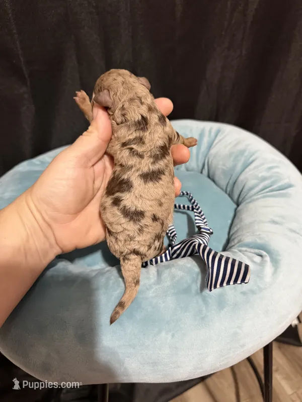 Akc Clear Chocolate Merle Phantom Blue Tie – Poodle - Miniature  puppy for sale in Campbell, TX