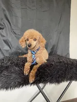 Akc RED Clear Milo, a male Poodle - Toy  for sale in Campbell, TX – Photo 2 of 10