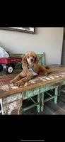 Akc Clear RED Milo, a male Poodle - Toy  for sale in Campbell, TX – Photo 9 of 10