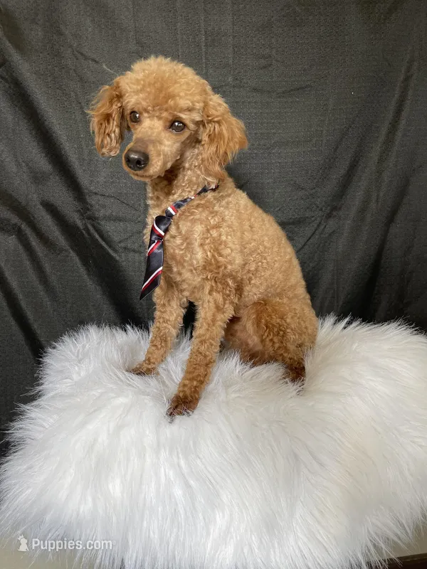 Akc Clear 🧬 RED Milo