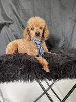 Akc RED Clear Milo, a male Poodle - Toy  for sale in Campbell, TX – Photo 6 of 10