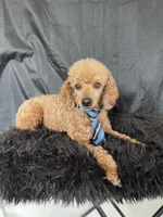 Akc RED Clear Milo, a male Poodle - Toy  for sale in Campbell, TX – Photo 7 of 10