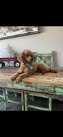 Akc Clear RED Milo, a male Poodle - Toy  for sale in Campbell, TX – Photo 6 of 10