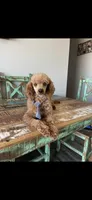 Akc Clear RED Milo, a male Poodle - Toy  for sale in Campbell, TX – Photo 10 of 10