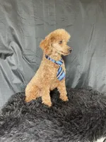 Akc RED Clear Milo, a male Poodle - Toy  for sale in Campbell, TX – Photo 9 of 10