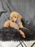 Akc RED Clear Milo, a male Poodle - Toy  for sale in Campbell, TX – Photo 4 of 10