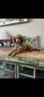 Akc Clear RED Milo, a male Poodle - Toy  for sale in Campbell, TX – Photo 5 of 10