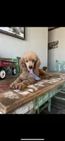Akc Clear RED Milo, a male Poodle - Toy  for sale in Campbell, TX – Photo 2 of 10