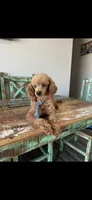 Akc Clear RED Milo, a male Poodle - Toy  for sale in Campbell, TX – Photo 7 of 10