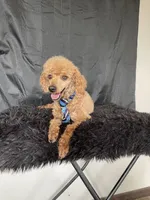 Akc RED Clear Milo, a male Poodle - Toy  for sale in Campbell, TX – Photo 5 of 10