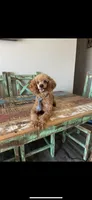 Akc Clear RED Milo, a male Poodle - Toy  for sale in Campbell, TX – Photo 8 of 10