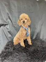 Akc RED Clear Milo, a male Poodle - Toy  for sale in Campbell, TX – Photo 10 of 10