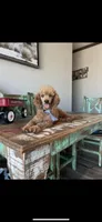 Akc Clear RED Milo, a male Poodle - Toy  for sale in Campbell, TX – Photo 1 of 10
