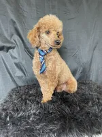 Akc RED Clear Milo, a male Poodle - Toy  for sale in Campbell, TX – Photo 1 of 10