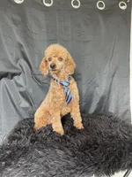 Akc RED Clear Milo, a male Poodle - Toy  for sale in Campbell, TX – Photo 8 of 10
