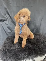 Akc RED Clear Milo, a male Poodle - Toy  for sale in Campbell, TX – Photo 3 of 10