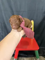 Akc Red Toy Poodle 💙, a male Poodle - Toy  for sale in Campbell, TX – 8 of 10