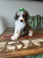 Akc Clear 🧬 Tested Blue Merle Phantom Parti with Blue eye, a female Poodle - Miniature  for sale in Campbell, TX – 3 of 10