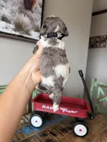 Akc Clear 🧬 tested Blue Merle Parti Stripes Tie, a male Poodle - Miniature  for sale in Campbell, TX – 5 of 10